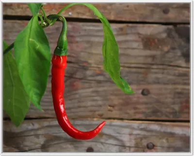Produktbild von Wallario Wandbild Hängende Chili-Schote, Größe: 40,30 x 50,30 cm, Poster mit weißem Aluminiumrahmen