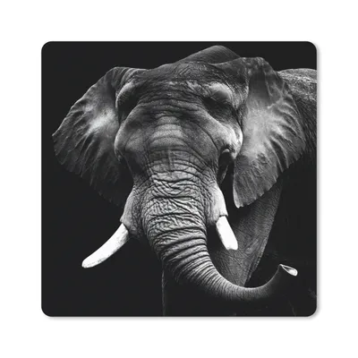 Produktbild von MuchoWow® Mauspad Mousepad Elefant - Zähne - Schwarz - Weiß 30x30 cm - Mousepads - Maus Mat - Pad - Mausunterlage - Gaming