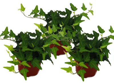 Produktbild von Hedera helix, 3er Set, Efeu, grünlaubig 9cm Topf