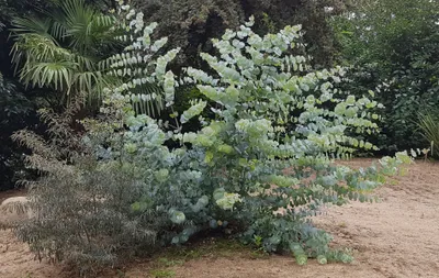 Image de Eucalyptus pulverulenta 'Baby Blue' / Gommier poudreux