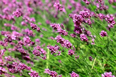 Produktbild von Lavendel, rosafarbig min. 30 Samen