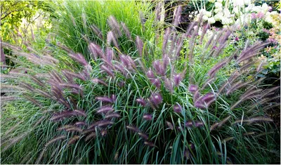 Produktbild von Stauden Gänge 3 x Pennisetum alopecuroides 'Red Head' im 1 Liter Topf - Rotes Lampenputzergras - Rote Blüten, die faszinieren - Winterhart