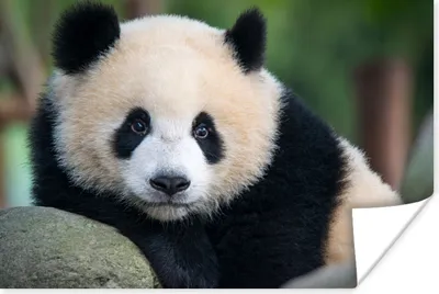 Produktbild von MuchoWow® Poster Panda - Wildtiere - Porträt - Stein 120x80 cm - Bilder