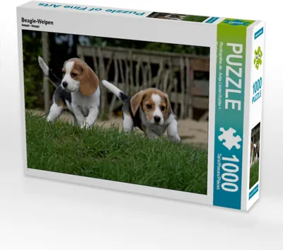 Produktbild von Calvendo Beagle-Welpen 1000 Teile Puzzle quer 640x480mm, ; 7380816
