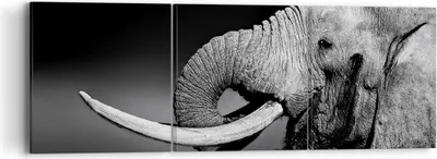 Produktbild von Bild auf Leinwand - Leinwandbild - Elefant Stoßzahn Natur - 90x30cm - Wand Bild - Wanddeko - Leinwanddruck - Bilder - Kunstdruck - Wanddekoration - Leinwand bilder - Wandkunst - CA90x30-3443