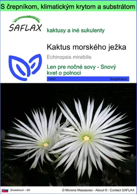 Obrázok produktu pre SAFLAX Garden to go - kaktus morského ježka - Echinopsis mirabilis - 40 Semená - S črepníkom, klimatickým vekom a pestovateľským substrátom