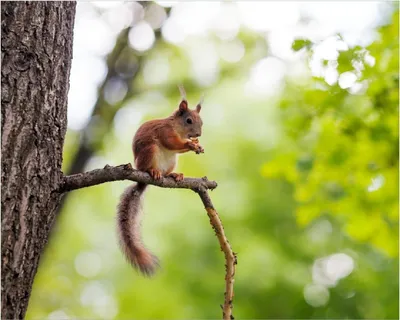 Produktbild von Wallario Poster - Eichhörnchen auf einem Ast, Kunstdruck Größe: 40 x 50 cm