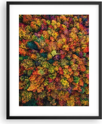 Produktbild von Gerahmtes Poster - Schwarzer Rahmen - Herbst Perspektive Vogel - 40x50 cm - Wand Bild - Wanddeko - Wandbilder - Kunstposter - Wandposter - Bilderrahmen - Bilder - Kunstdruck - P2BPA40x50-4478
