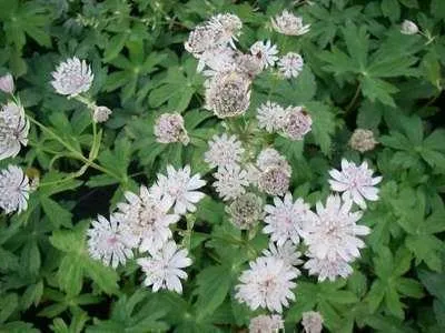 Zdjęcie produktu dla 6 x Astrantia major 'Alba' - ostrokrzew gwiaździsty - doniczka 9 x 9 cm