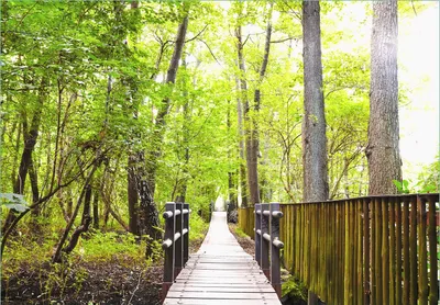 Produktbild von Wallario Fototapete Vliestapete, seidenmatte Oberfläche, einfache Verarbeitung, Größe 200 x 140 cm, Motiv Spaziergang im Wald  Holzweg über einen Fluss