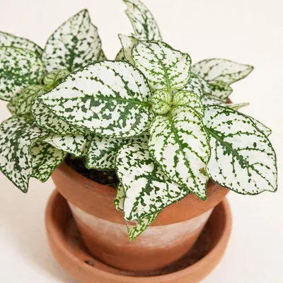 Productafbeelding van Hypoestes wit kamerplant Warentuin Natuurlijk