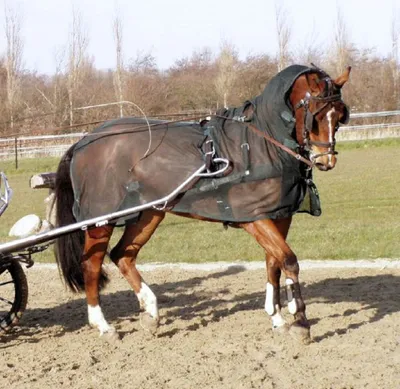 Produktbild von Fahrfliegendecke mit Halsteil Farbe - Blau Größe (Pferdedecke) - 105 cm