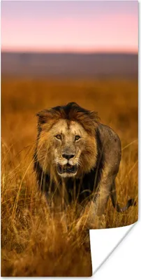 Produktbild von MuchoWow® Poster Löwe - Savanne - Gras 20x40 cm - Plakat - Foto