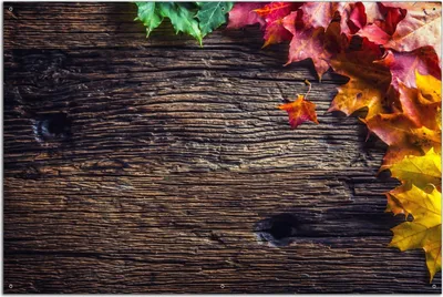 Produktbild von Wallario Outdoor-Poster für Garten oder Balkon, Motiv Herbstblätter auf altem Holz, in ca. 61 x 91,50 cm