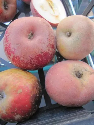 Produktbild von Herbstapfel Hadelner Rotfranch - Malus domestica - 140-150cm