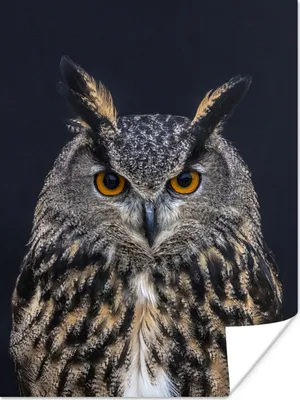 Produktbild von MuchoWow® Poster Uhu Porträt 120x160 cm - Wandbilder