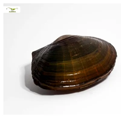 Produktbild von Muscheln für den Gartenteich (4 Stück)
