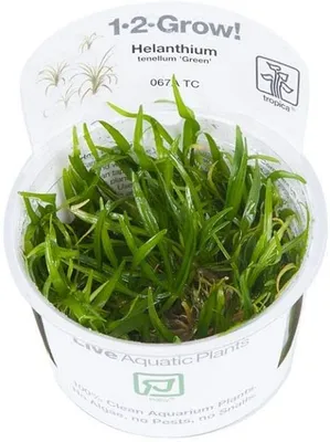 Produktbild von Helanthium tenellum 'Green'  in Vitro 1-2 Grow Wasserpflanzen