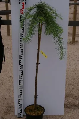 Produktbild von Hochstamm Japanische Hängelärche Stiff Wheeper - Larix kaempferi -  Stamm 80cm + Krone