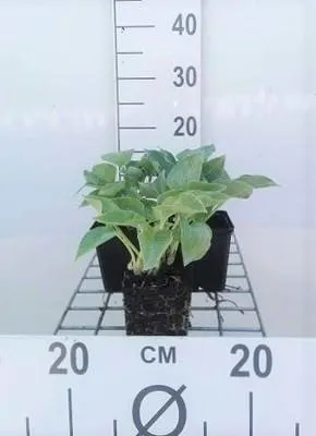 Produktbild von 6 x  Hosta hybr. 'Blue Cadet' - Hosta - Topf 9 x 9 cm