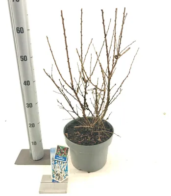 Produktbild von Prunus tomentosa - Filzkirsche | 50-60 cm im Topf