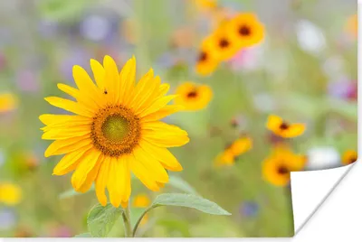 Produktbild von MuchoWow® Poster Blumen - Sonnenblume - Gelb 30x20 cm - Plakate - Print