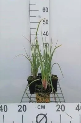 Zdjęcie produktu dla 6 x Kniphofia hybr. 'Royal Castle' - Lilia pochodnia - doniczka 9 x 9 cm