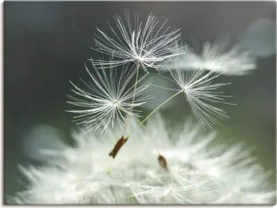 Produktbild von Julia Delgado: Pusteblume Facility, Produkt:Leinwand, Größe:45x60 cm / Leinwand