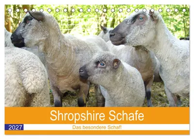Produktbild von Shropshire Schafe (Tischkalender 2027 DIN A5 quer), CALVENDO Monatskalender