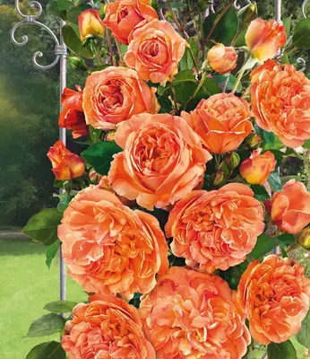 Produktbild von BALDUR Garten 1x Delbard® Kletterrose 'Papi Delbard®', Pflanze wurzelnackt, winterharte Kletterpflanze, mehrjährig, blühend, duftend, robust, Rosa Hybride, Rosenpflanze