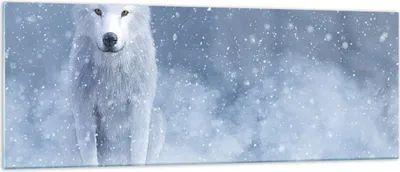 Produktbild von Bilder auf glas - Einteilig - Weiß Wolf Schnee - 140x50cm - Glasbilder - Wandbilder - Bilder - zum Aufhängen bereit - Wanddekoration aus Glas - Glas Bilder - Wandbild auf Glas - GAB140x50-5006