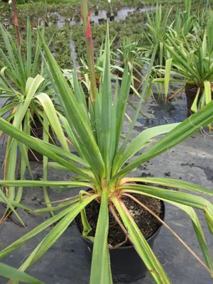 Produktbild von Yucca filamentosa - Fädige Palmlilie - 40-60cm