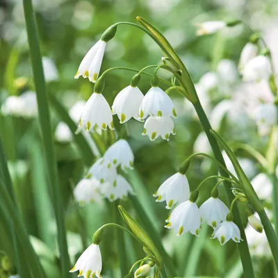 Zdjęcie produktu dla Leucojum Gravetye Giant - Śnieżyca 3 szt.  Cebulki Cebule Kwiatowe
