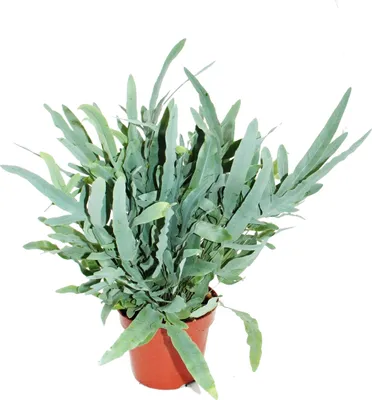 Zdjęcie produktu dla Zlota paproc plamista "Blue Star", Phlebodium aureum, 17 cm