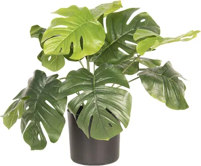 Obrázok produktu pre Dekorácia rastlina Monstera Deliciosa 42x42x40 cm