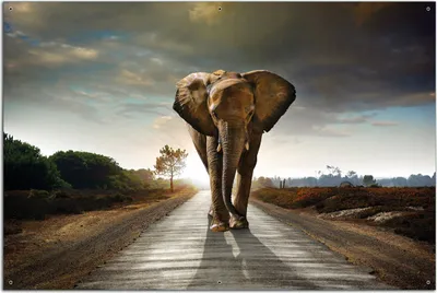 Produktbild von Wallario Outdoor-Poster für Garten oder Balkon, Motiv Elefant bei Sonnenaufgang in Afrika, in ca. 61 x 91,50 cm