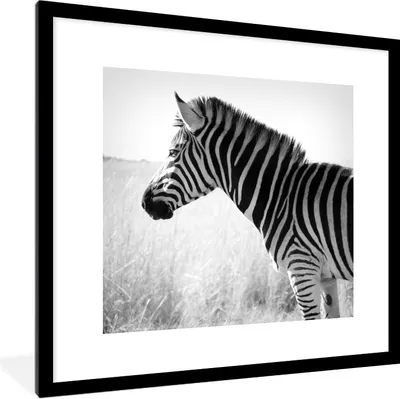 Produktbild von MuchoWow® Gerahmtes Poster Zebra im hohen Gras 40x40 cm - Poster mit Schwarzem Bilderrahmen Wandposter Rahmen Foto Bilder - Poster - Plakat im Rahmen