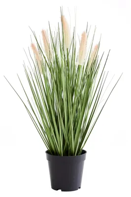 Produktbild von aplanta Künstliches Lampenputzergras – Lysandros | 56 cm, für drinnen, Kunstpflanze, wie echt, Allergiker geeignet, pflanzliche Dekoration Praxis, Office & Wohnzimmer