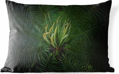 Produktbild von MuchoWow® Outdoor Kissen - Eine blühende Cycas-Pflanze auf schwarzem Hintergrund - 60x40 cm - Wetterfest - Lounge Kissen - Zierkissen - Kissen für Innenräume