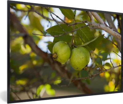 Produktbild von MuchoWow® Gerahmtes Poster Nahaufnahme von Guavenbaum und Guavenfrüchten 90x60 cm - Poster mit Schwarzem Bilderrahmen Wandposter Rahmen Foto Bilder - Fotorahmen - Foto-Plakat