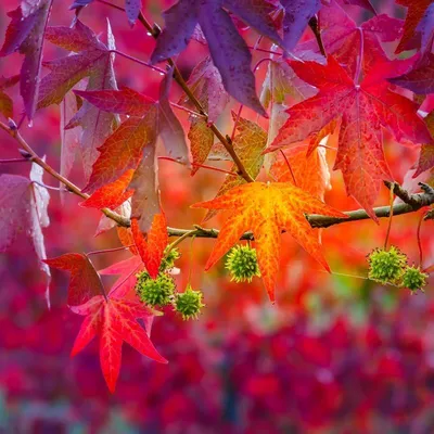 Obrázok produktu pre Liquidambar styraciflua, ambrovník, výška 100 cm, 1,5-litrový kvetináč