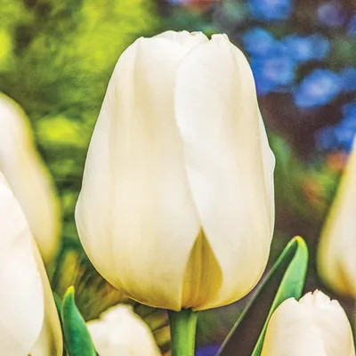 Zdjęcie produktu dla Tulipan Gigantyczny Catherina 5 szt. Tulipany Cebulki Tulipanów Cebule