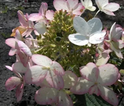 Produktbild von Rispenhortensie Ammarin - Hydrangea paniculata Ammarin - 40-60cm