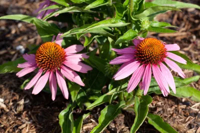 Produktbild von Echinacea purpurea 'Mistral', Sonnenhut, rosa, ca. 11x11 cm Topf