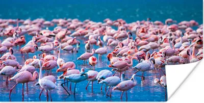 Produktbild von MuchoWow® Poster Flamingo - Wasser - Tropisch - Rosa 120x60 cm - Bild