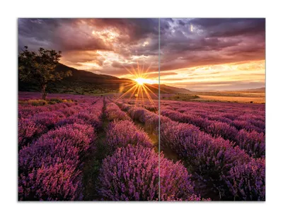 Produktbild von Wallario Herdabdeckplatte aus Glas, Größe 70 x 52 cm 2-teilig, Motiv Lavendelfeld bei Sonnenuntergang - Sonnenstrahlen