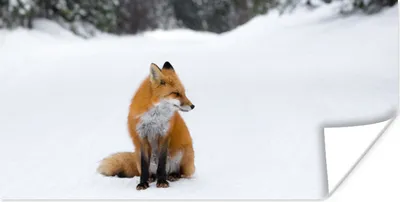 Produktbild von MuchoWow® Poster Fuchs - Schnee - Winter 40x20 cm - Poster für die Wand - Poster Schlafzimmer