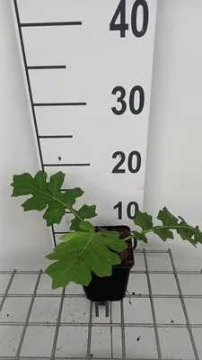 Immagine prodotto di 6 x Acanthus hungaricus - Barrenwort in vaso 9 x 9 cm