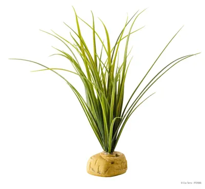 Produktbild von Exo Terra Terrarien-Pflanze Turtle Grass