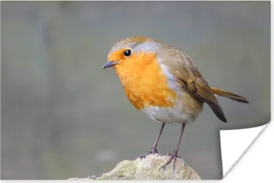 Produktbild von MuchoWow® Poster Vogel - Rotkehlchen - Felsen 120x80 cm - Bilder